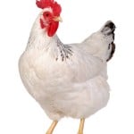 Friedchicken