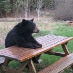 FYCGrizz