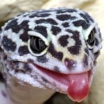 Gecko_Reaper