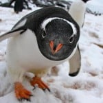 Gentoo