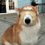 gewber