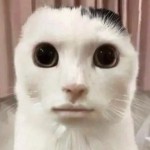 GlobalChudXx