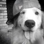 goldenbuz