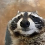 GoofyGoober555