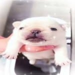 goosagoose
