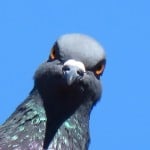gorgeorwoll