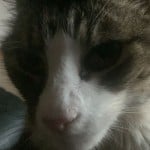 GreatGizmo74