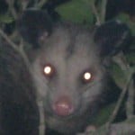 hehepossum