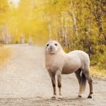 gsloth