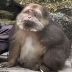 guilmma