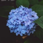 hydrangeapompom
