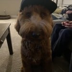IceRatsHockey