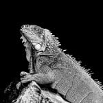 IguanaSoup