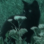 ilomilo3