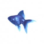imabluefish