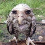 indy71