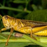 INsect_EXO
