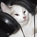 iwantmorecats
