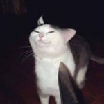 Jaddi