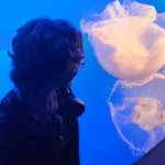 jellyfishi