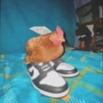 Jicken