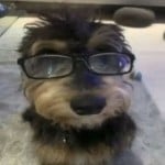 joaspoetadasilv