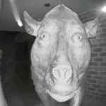 iamacow