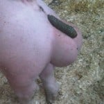 JohnPenis