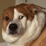 zyondog