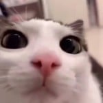 noahneiseke