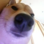 kennydoge39