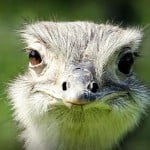 KingRhea