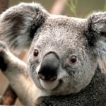 koala1712