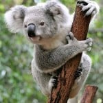 koala