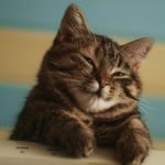 Kote