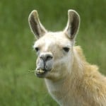 LammaMarshall