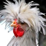 LeaflessChicken