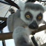 lemurfever22