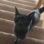 LeopoldDong