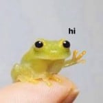 Lepugster