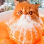 LittlestOrange