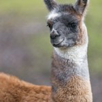 Llama_13