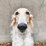 LongDogMan