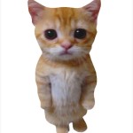 Luccafr