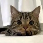 LunarOwl