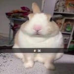 Lux_w