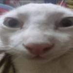 lyceuxtya_