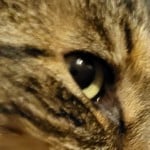 lynxTenacity