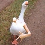 mberjim