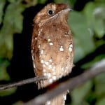 madronebird
